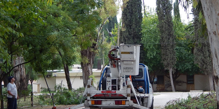 "Hace más de 30 años que no hay una política de arbolado público en Mendoza"