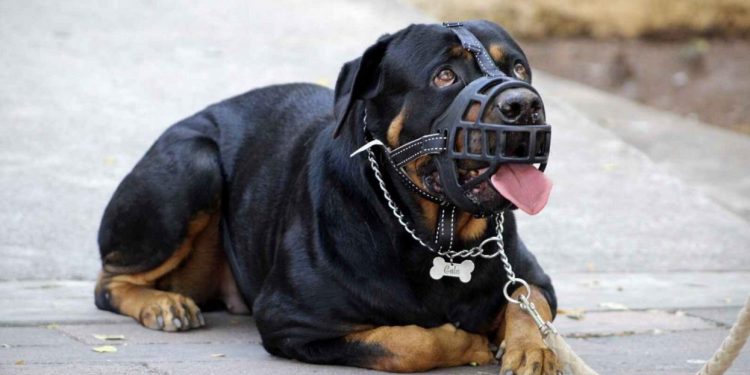 Ley de Perros Peligrosos: por qué sigue sin reglamentarse en Mendoza