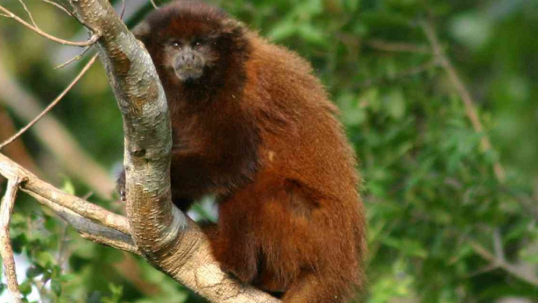 Primates en Argentina: solo el 7 % del territorio que habitan las 5 especies está protegido