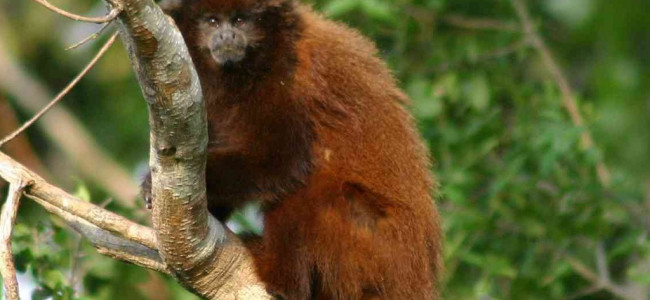 Primates en Argentina: solo el 7 % del territorio que habitan las 5 especies está protegido