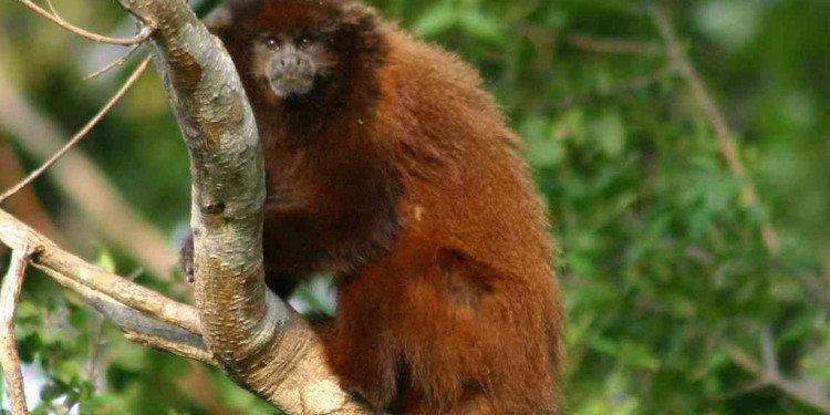 Primates en Argentina: solo el 7 % del territorio que habitan las 5 especies está protegido