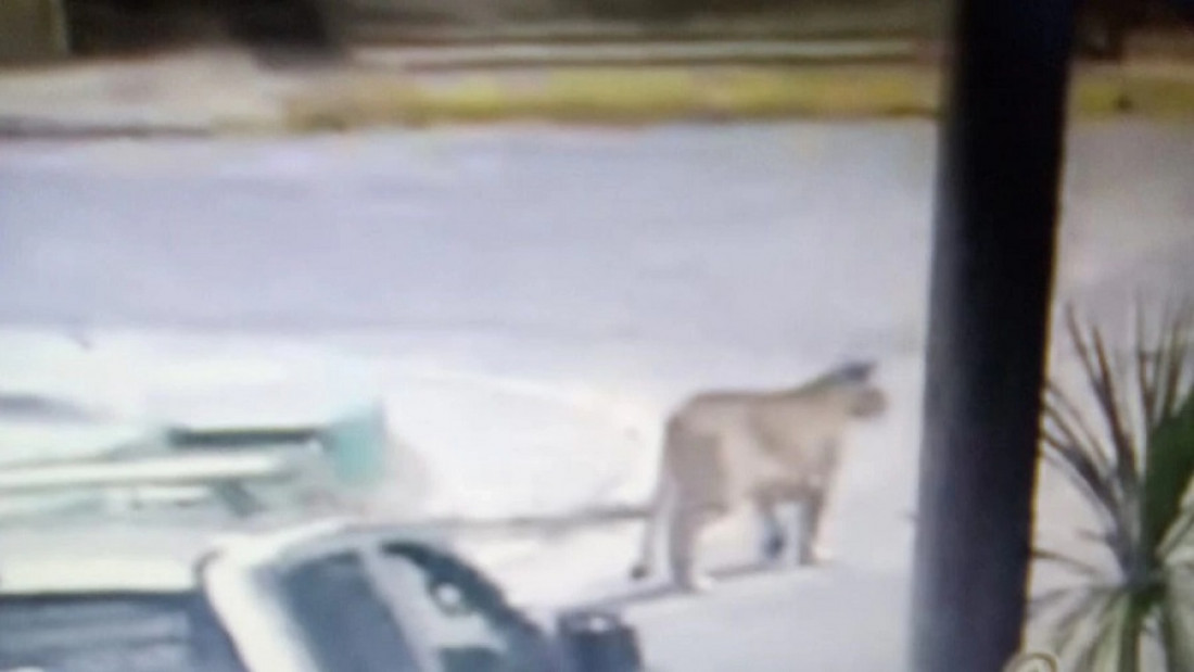 Pumas en Gesell: una explicación a la sorpresiva aparición de estos felinos en la costa