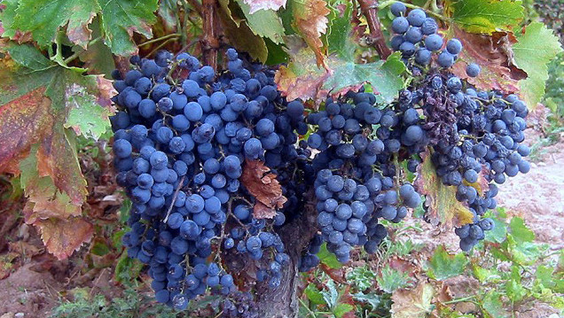imagen Vitivinicultura ecológica sin fungicidas