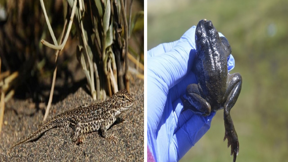 Cómo la acción humana puede llevar a la extinción a dos especies de Mendoza