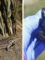 Cómo la acción humana puede llevar a la extinción a dos especies de Mendoza
