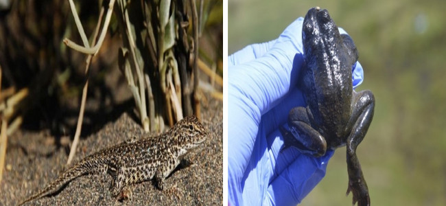 Cómo la acción humana puede llevar a la extinción a dos especies de Mendoza