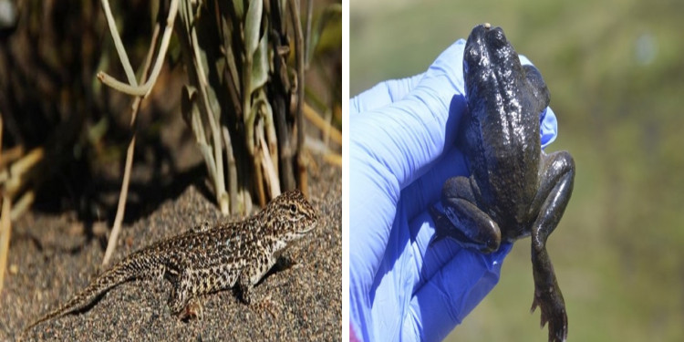 Cómo la acción humana puede llevar a la extinción a dos especies de Mendoza