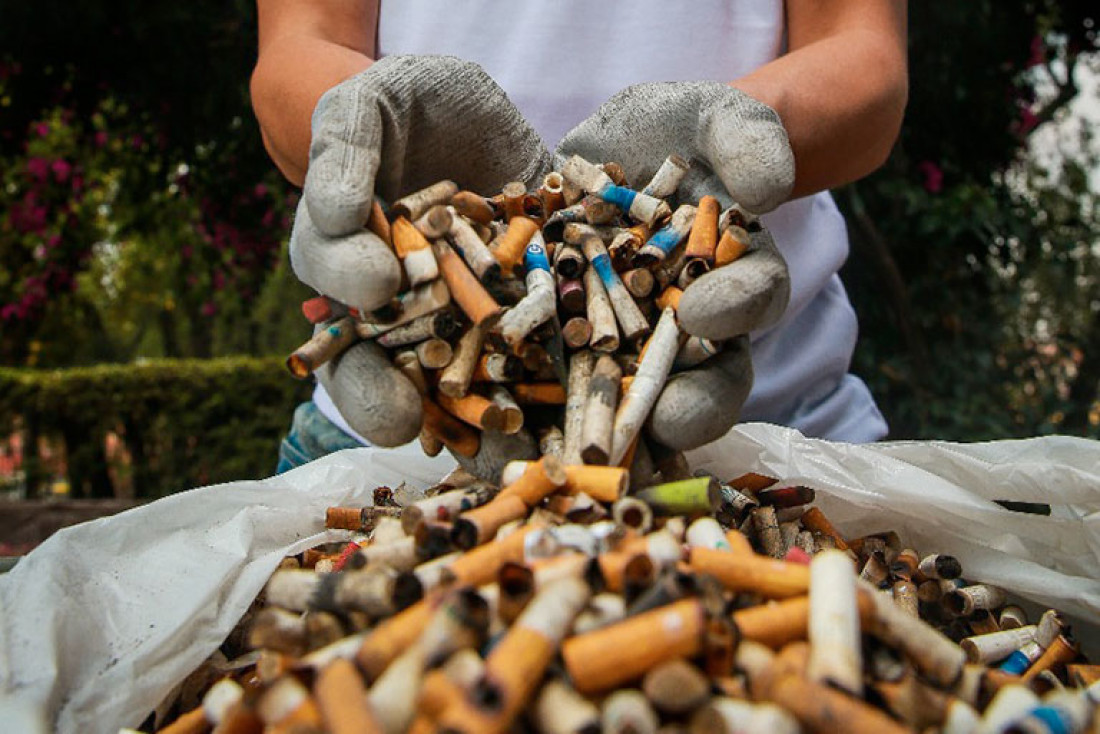Cómo es que algunos hongos pueden neutralizar colillas de cigarrillo para preservar el medio ambiente