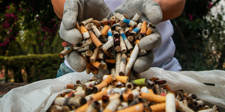 Cómo es que algunos hongos pueden neutralizar colillas de cigarrillo para preservar el medio ambiente