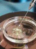 Reproducción asistida y criopreservación de óvulos