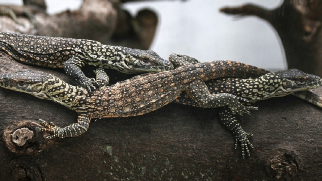 El 20% de los reptiles se encuentra en peligro de extinción