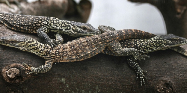 El 20% de los reptiles se encuentra en peligro de extinción