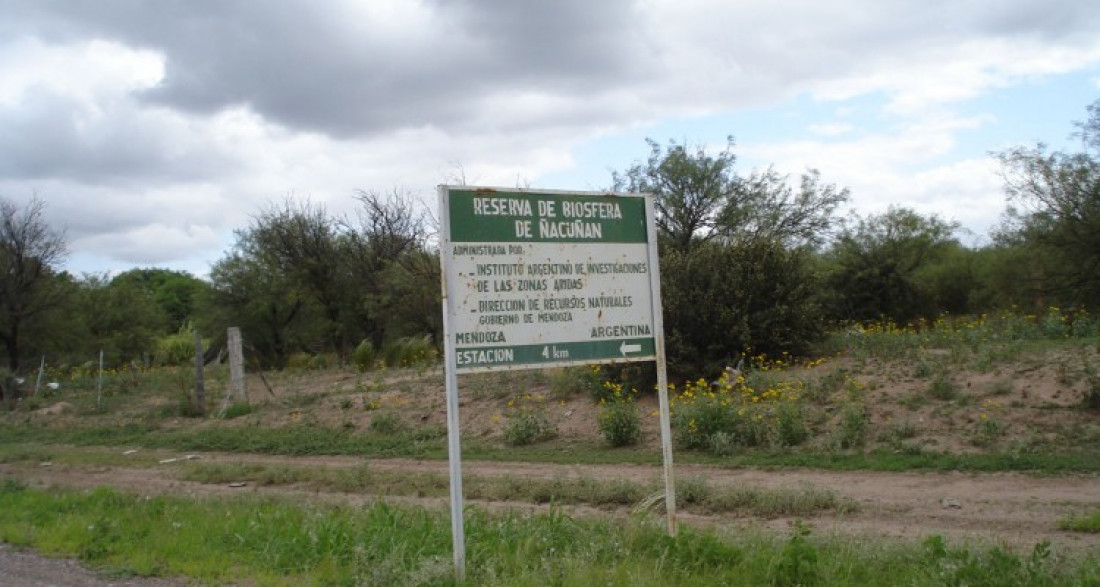 Quieren recuperar 300 hectáreas de bosques nativos en Mendoza