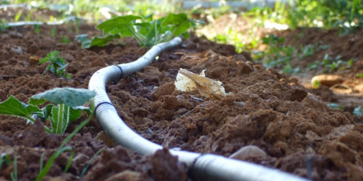 Seguí en vivo la Jornada Internacional de Riego y Uso de Agua con fines productivos