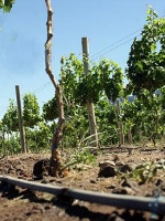 Mendoza Activa 4 apuesta a las energías renovables, la tecnología y la optimización del riego