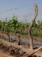 Financiamiento internacional para Irrigación: más de $600 millones en obras