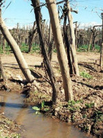 Buscan financiar con 500 millones de pesos el uso eficiente del agua de riego
