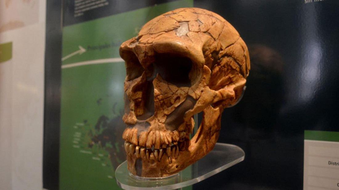 Las personas latinoamericanas tienen una importante presencia de ADN neandertal