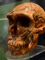 Las personas latinoamericanas tienen una importante presencia de ADN neandertal