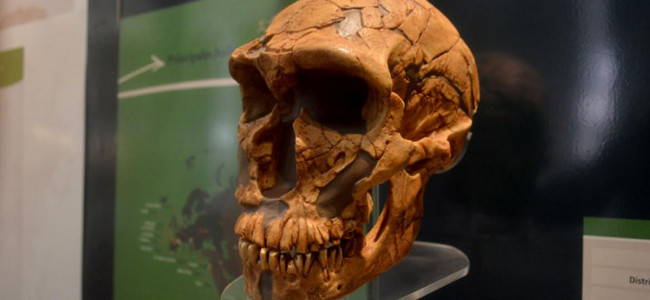 Las personas latinoamericanas tienen una importante presencia de ADN neandertal