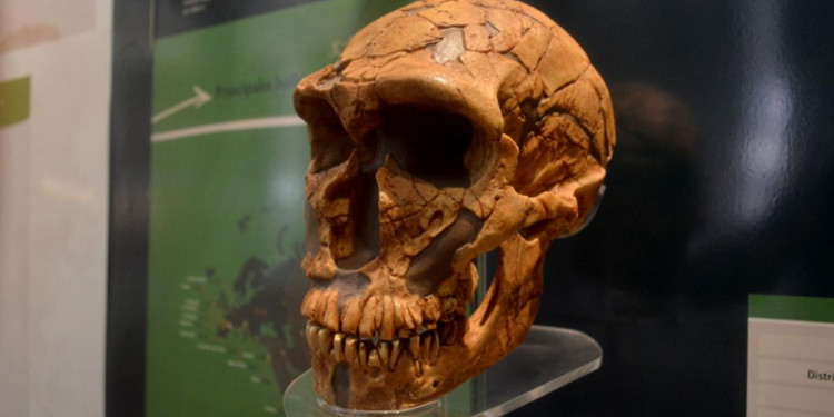 Las personas latinoamericanas tienen una importante presencia de ADN neandertal