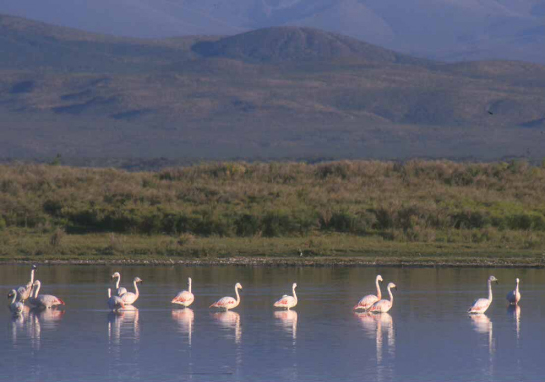 Preocupación por la laguna Llancanelo y la crisis hídrica provincial