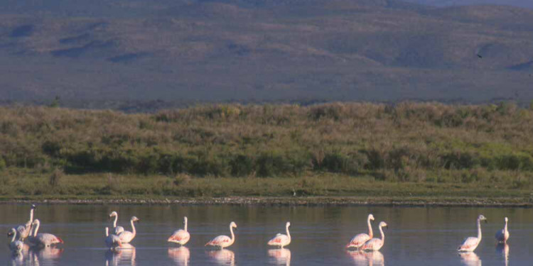 Preocupación por la laguna Llancanelo y la crisis hídrica provincial