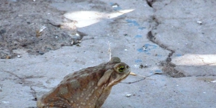 Este sapo