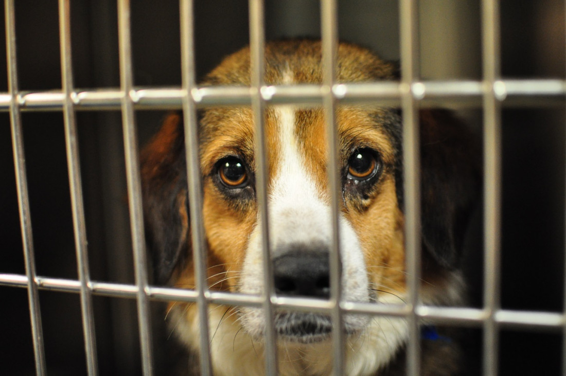 Godoy Cruz prohibió la exhibición de animales en los petshops del municipio