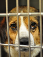 Godoy Cruz prohibió la exhibición de animales en los petshops del municipio