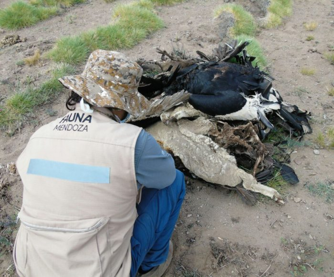 Muerte de cóndores: se entregó el puestero que estaba prófugo