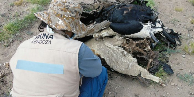 Muerte de cóndores: se entregó el puestero que estaba prófugo