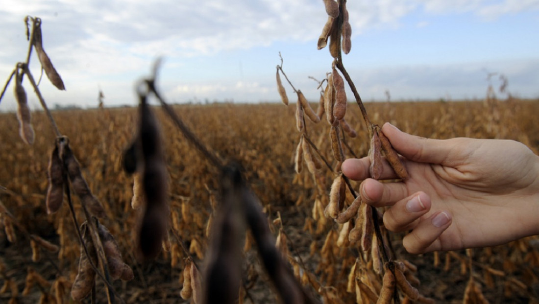 El sector agropecuario, "preocupado" por el dólar y la vuelta al FMI