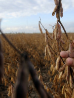El sector agropecuario, "preocupado" por el dólar y la vuelta al FMI