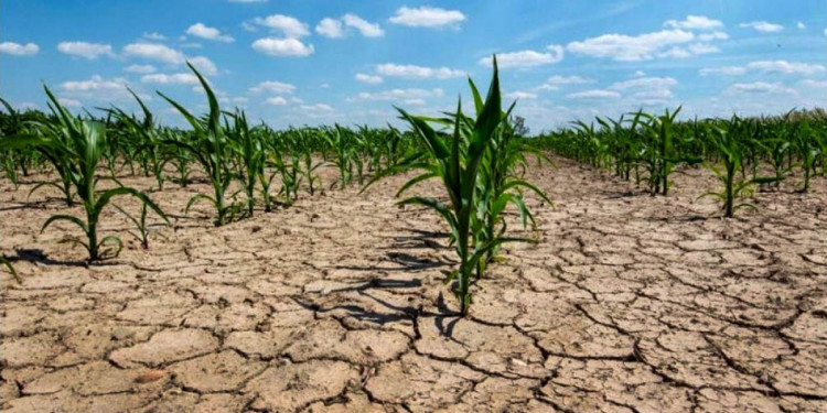 Casi 23 millones de hectáreas se encuentran en condiciones de sequía severa por falta de lluvias