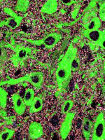 Identifican un mecanismo del neurodesarrollo cuya alteración contribuiría al origen de trastornos mentales
