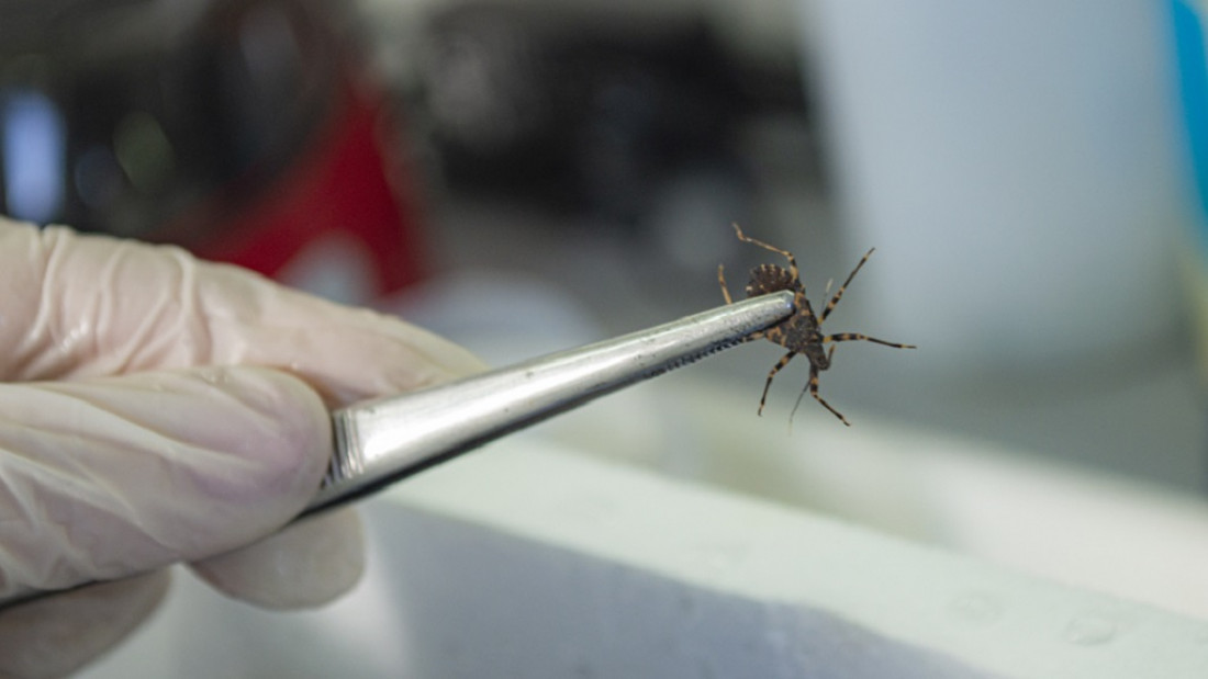 Conicet: descubren genes que explican la resistencia de las vinchucas a los insecticidas