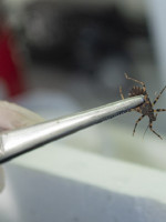 Conicet: descubren genes que explican la resistencia de las vinchucas a los insecticidas