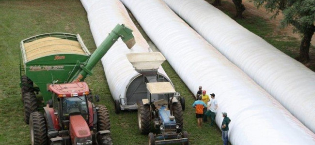 Silobolsas, el "invento argentino" que también se utiliza en Mendoza