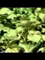 Guido Bilbao y un documental sobre el glifosato que duele