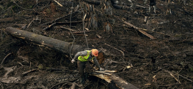 La sobreexplotación de los suelos podría causar una sexta extinción masiva