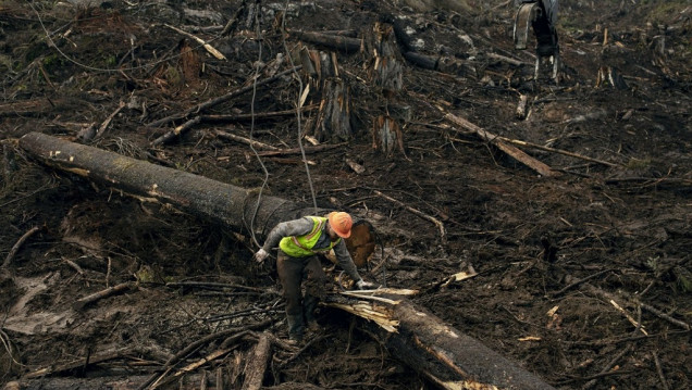 imagen La sobreexplotación de los suelos podría causar una sexta extinción masiva