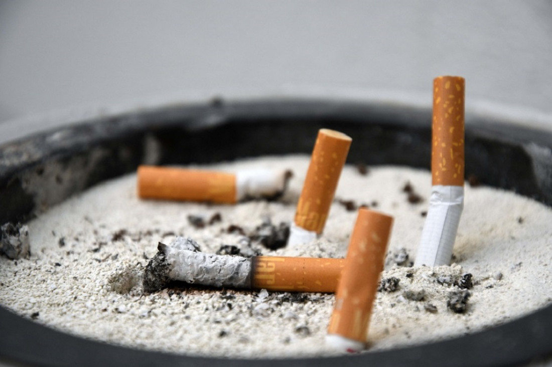 Investigadoras argentinas hallaron hongos que descontaminan las colillas de cigarrillos
