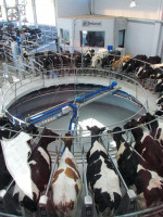 El Gobierno nacional comprará el sobrestock de leche para solventar la crisis del sector