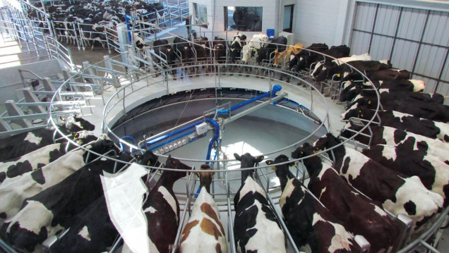 imagen El Gobierno nacional comprará el sobrestock de leche para solventar la crisis del sector