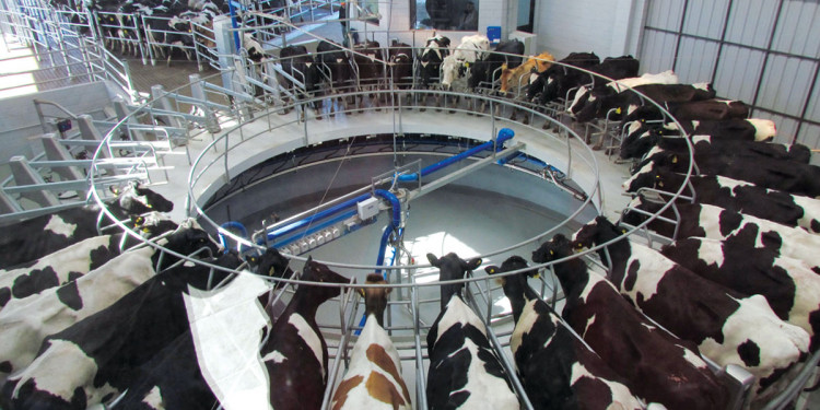 El Gobierno nacional comprará el sobrestock de leche para solventar la crisis del sector