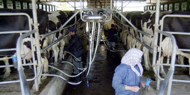 Tamberos de Santa Fe y Córdoba regalaron leche en reclamo por la crisis del sector