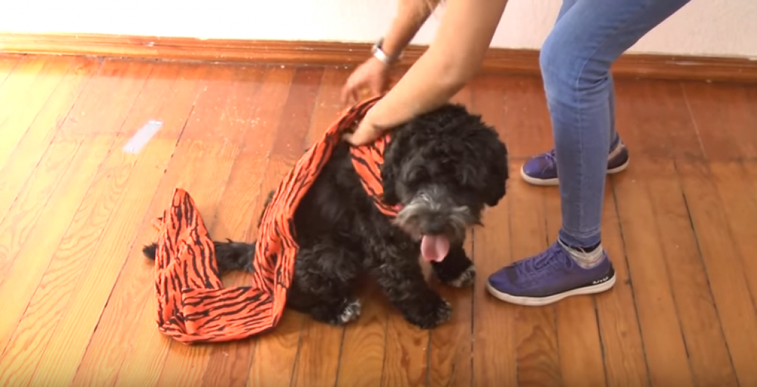 Recomendaciones para evitar el sufrimiento de mascotas por pirotecnia