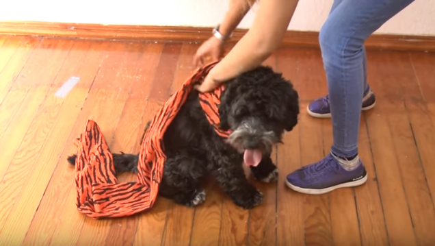 imagen Recomendaciones para evitar el sufrimiento de mascotas por pirotecnia