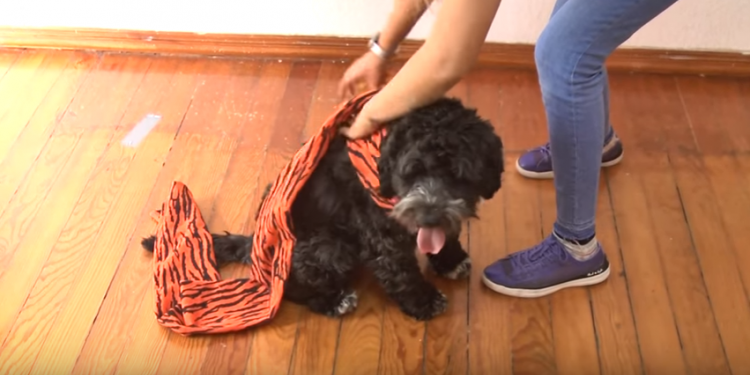Recomendaciones para evitar el sufrimiento de mascotas por pirotecnia